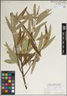 Foto von Salix laevigata Bebb